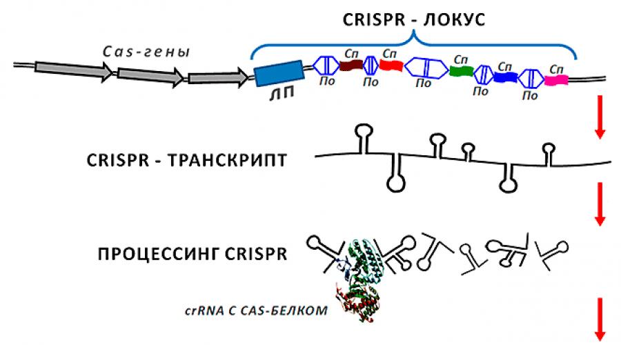 Малые рнк. Криспер РНК. CRISPR Локус. CRISPR структура. CRISPR кассета.
