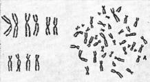 Turli hayvonlarning nechta xromosomalari tug'ma va orttirilgan xromosoma o'zgarishlariga ega